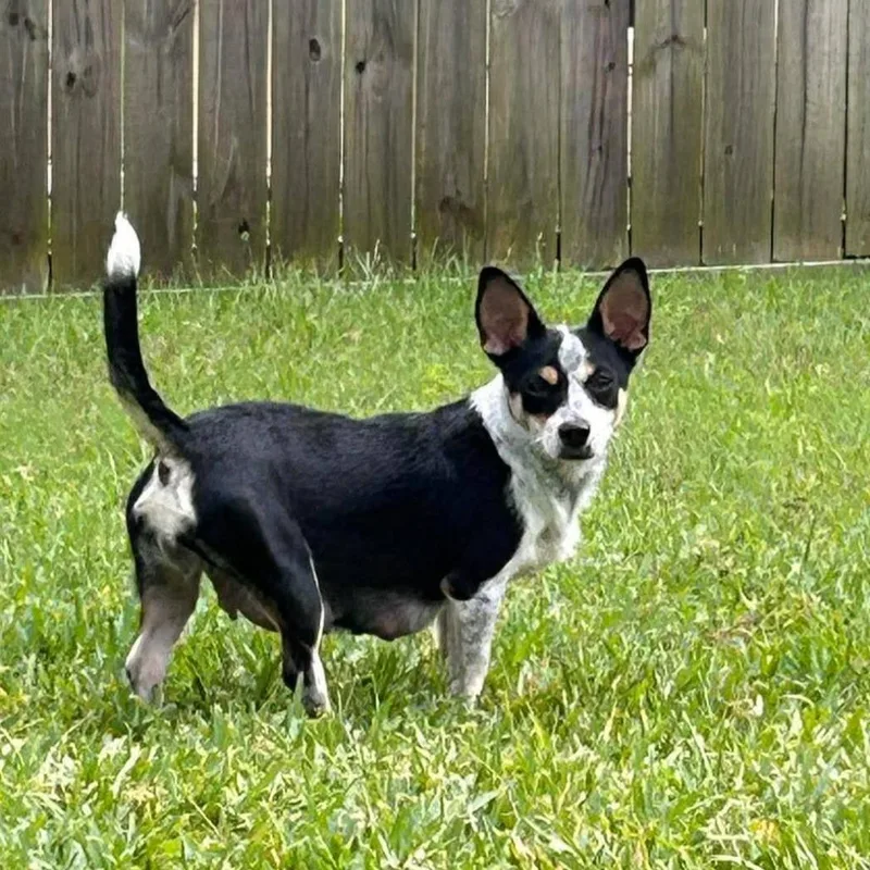 Roxy thumbnail 3