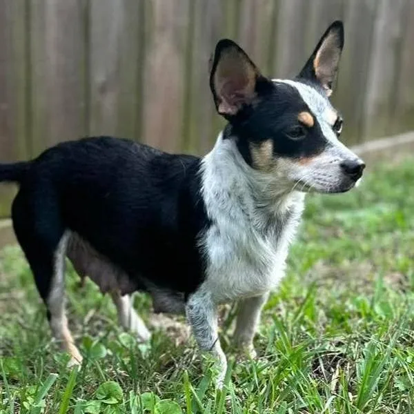 Roxy thumbnail 4