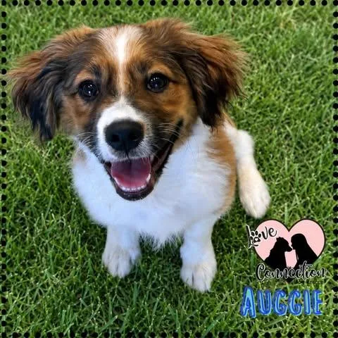 Auggie