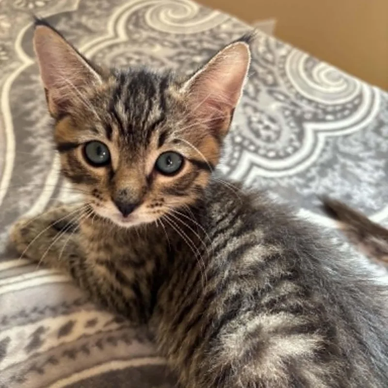 A baby small-sized male Tabby (Brown / Chocolate) Tabby cat named Ted for adoption in Antioch, CA