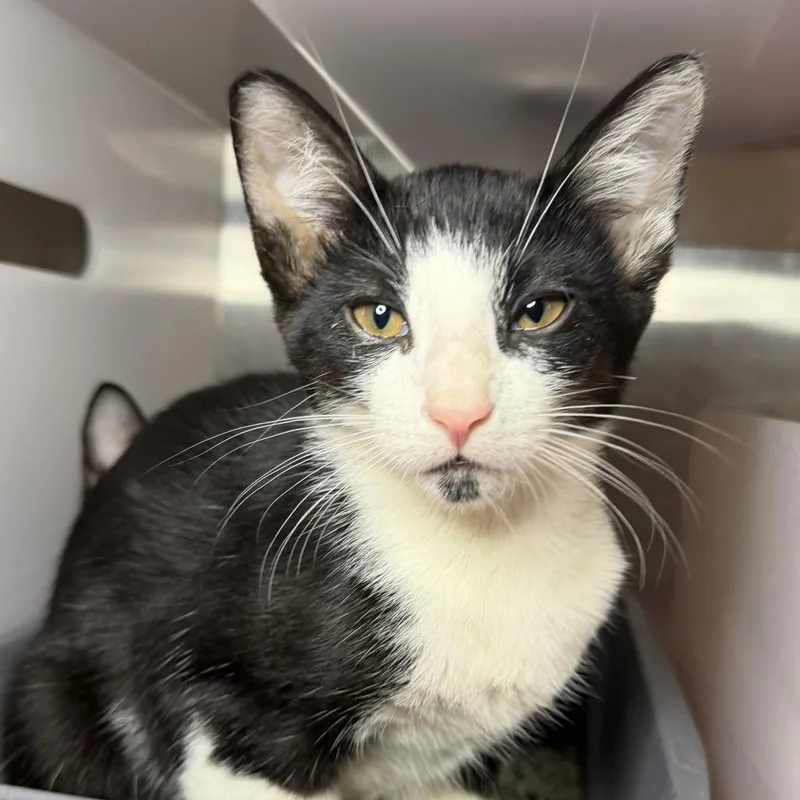 A baby small-sized male Domestic Short Hair cat named Daidai for adoption in Los Angeles, CA