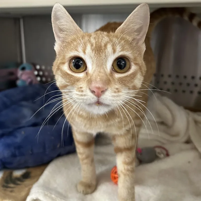 Queso "lucky" Honduras