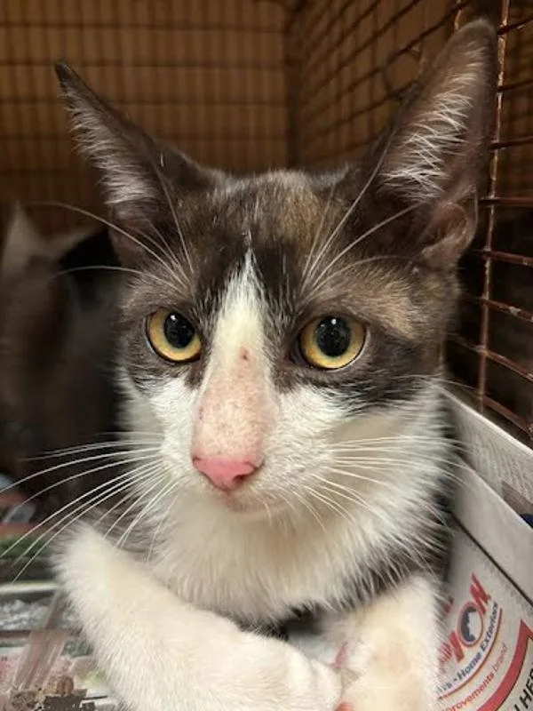 A baby small-sized male Domestic Short Hair cat named Camaro for adoption in Austin, TX