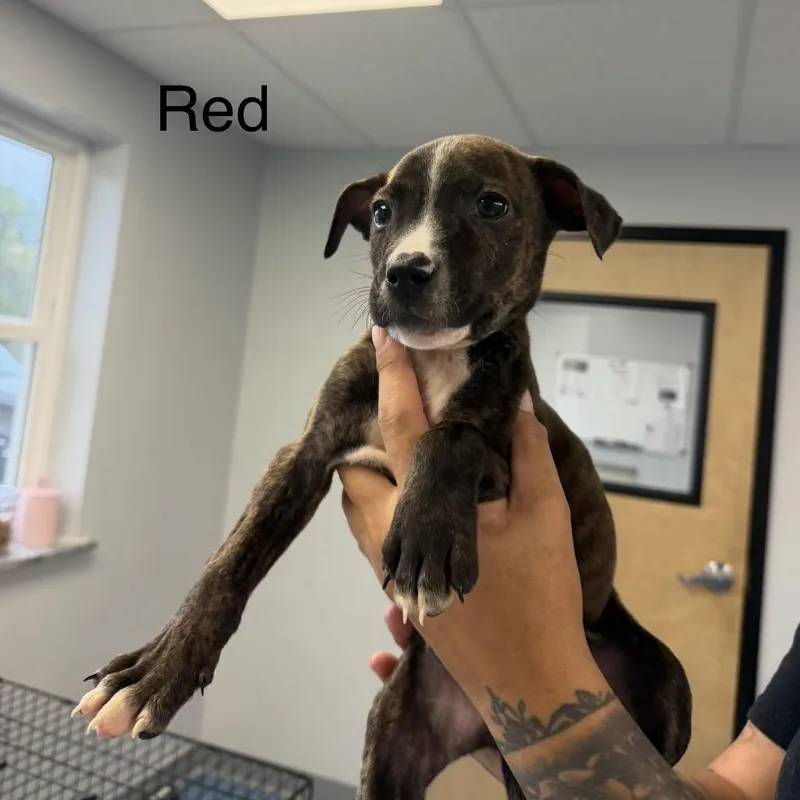 A baby medium-sized male Brindle Pit Bull Terrier dog named Chesney for adoption in Watertown, NY