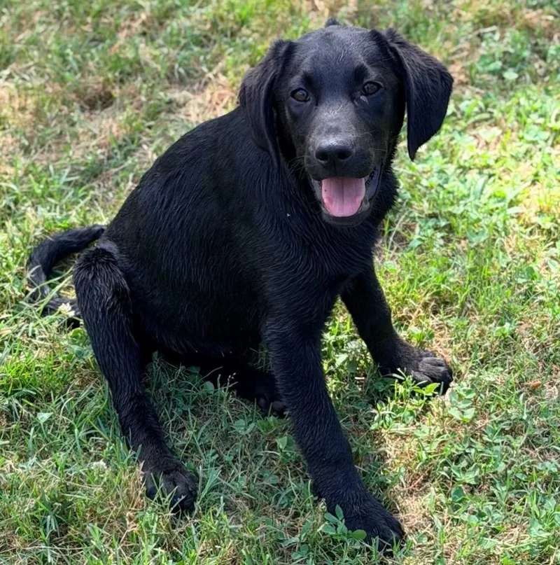 A baby extra large-sized male Labrador Retriever dog named Willa for adoption in North Syracuse, NY