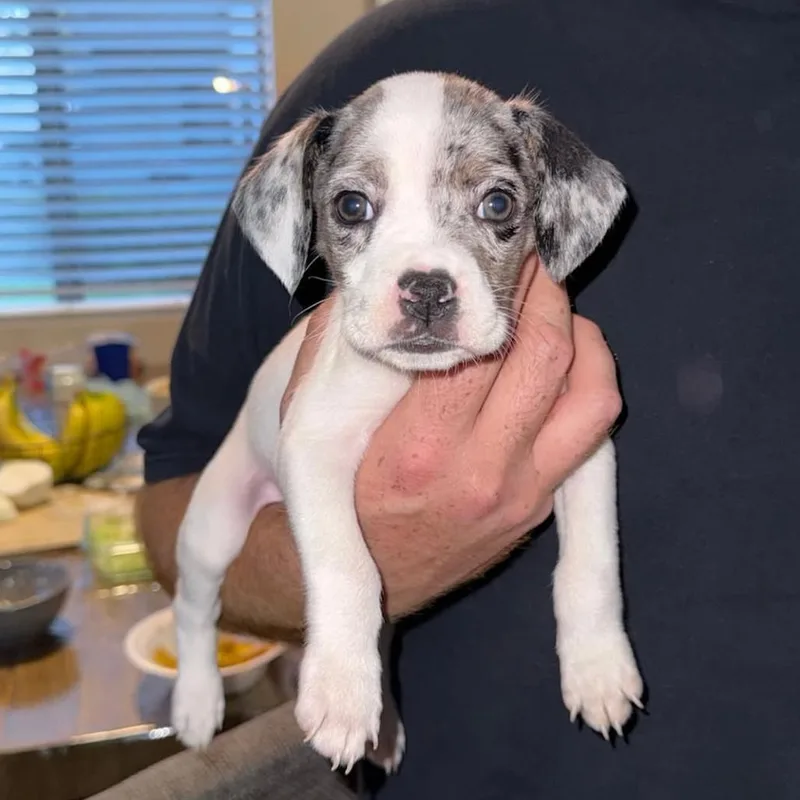 A baby small-sized male White / Cream Dachshund dog named Cosmo for adoption in San Diego, CA