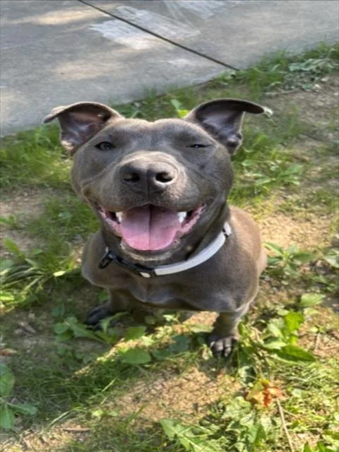 A young medium-sized male Pit Bull Terrier dog named Hielo for adoption in Derwood, MD
