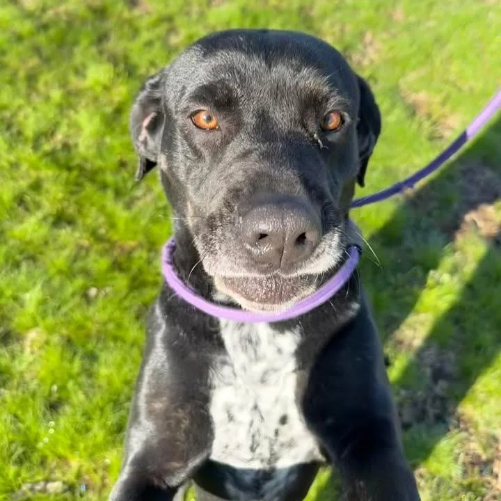 An adult medium-sized female Black Black Labrador Retriever dog named Nora for adoption in Vinita, OK