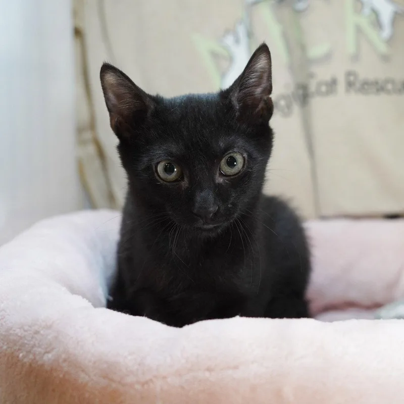 A baby medium-sized male Black Domestic Short Hair cat named Uno Short for adoption in Garland, TX