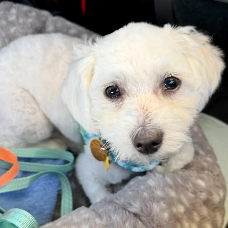 A young small-sized male White / Cream Malshi dog named Broggy & Zenku for adoption in Plano, TX