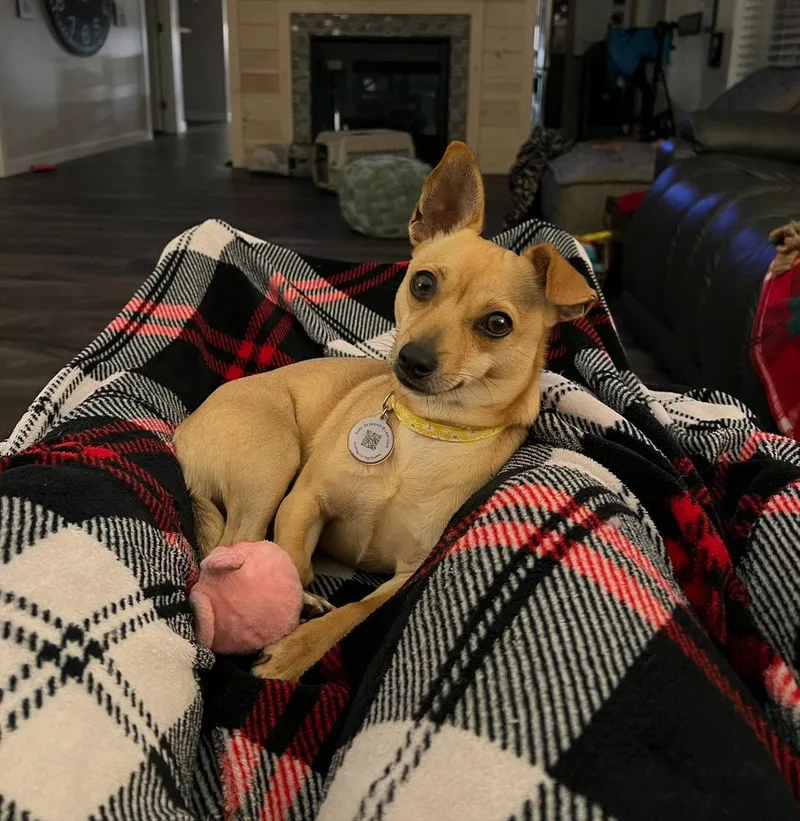 Phoebe