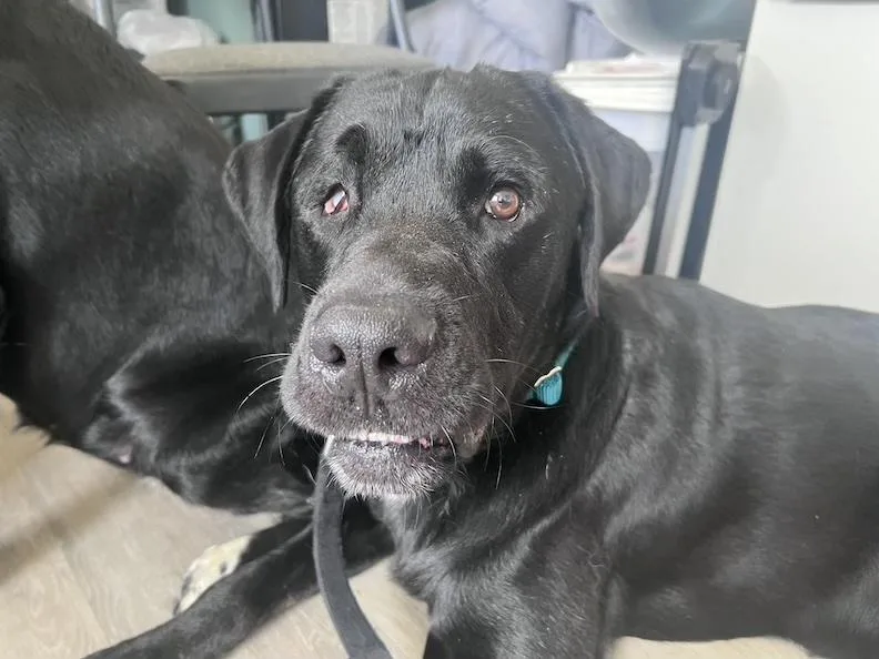 An adult large-sized male Black Labrador Retriever dog named SinatraNot Accepting Applications Yet for adoption in Medina, OH