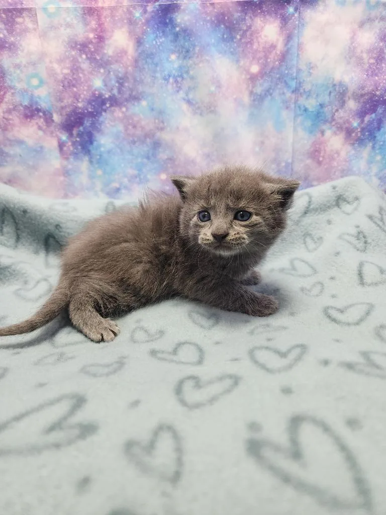 A baby small-sized male Domestic Short Hair cat named Fletcher for adoption in Washington Court House, OH
