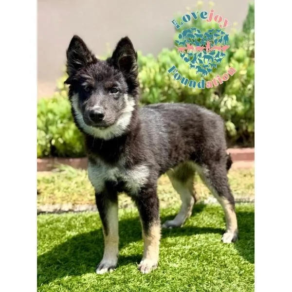 A baby medium-sized female Black Shepherd dog named Emilia for adoption in Inglewood, CA