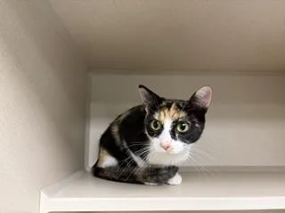 Cinnamon