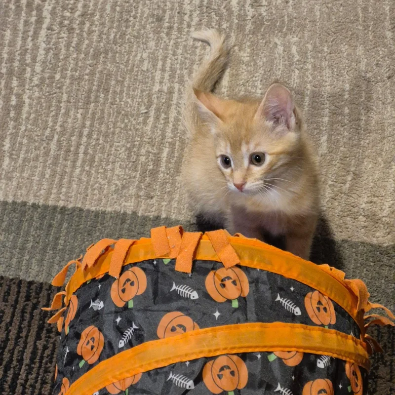 A baby medium-sized male Orange / Red Tabby cat named Perseus for adoption in Tracy, CA