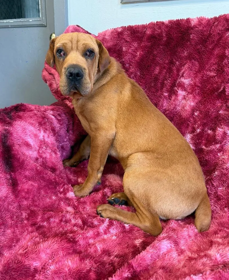 A baby medium-sized male Mixed Breed dog named Comet for adoption in Lagrange, IN