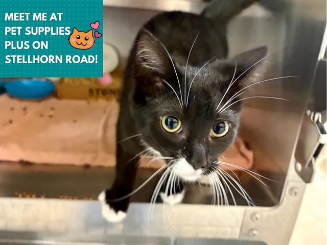A young small-sized female Domestic Short Hair cat named Ellie for adoption in Fort Wayne, IN