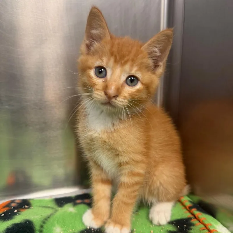 A baby small-sized male Orange / Red Domestic Short Hair cat named Carter for adoption in Bryan, TX