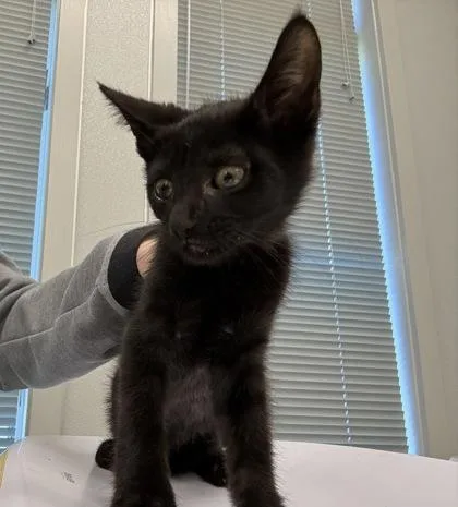 A young medium-sized male Domestic Short Hair cat named Tango for adoption in Lafayette, IN