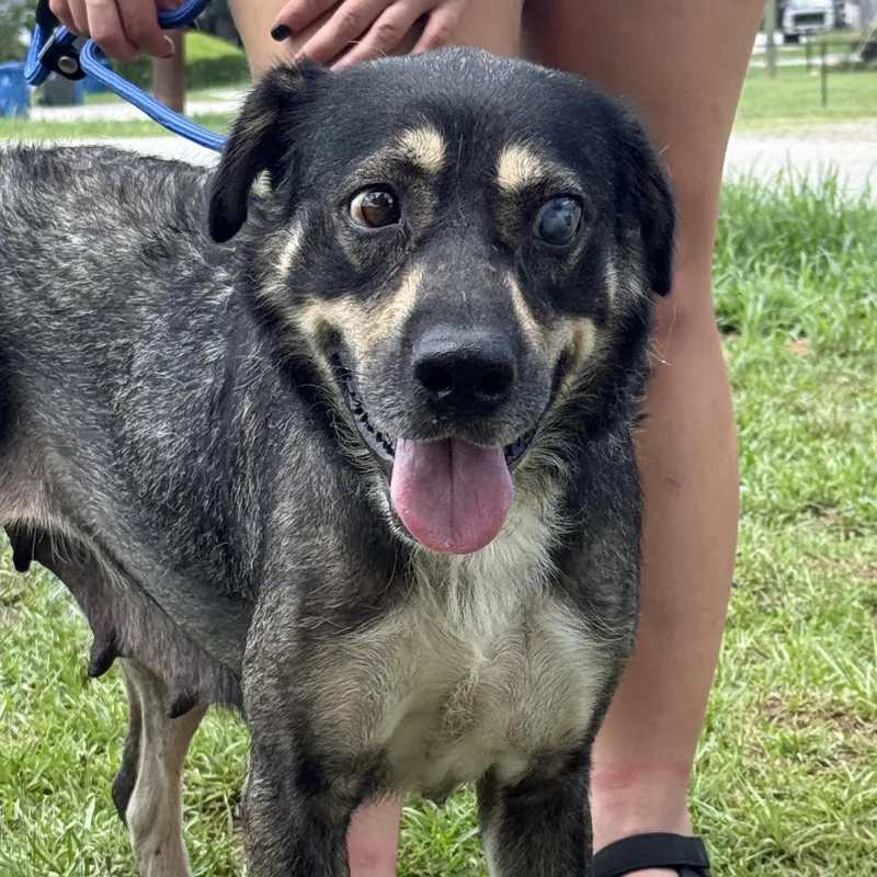 An adult medium-sized female Black Shepherd dog named Princess Puddles for adoption in Columbia, SC