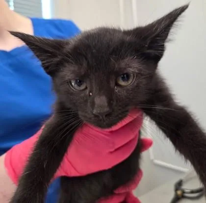 A young small-sized male Domestic Short Hair cat named Wizard for adoption in Lafayette, IN