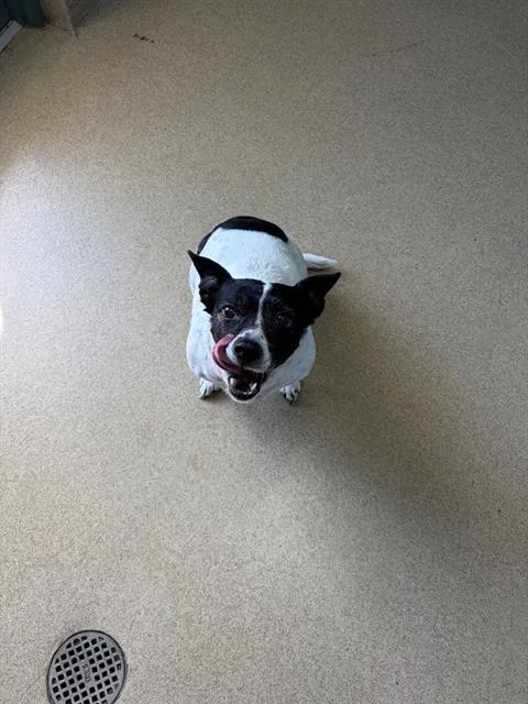 An adult small-sized female Chihuahua dog named Gemini for adoption in Holbrook, NY