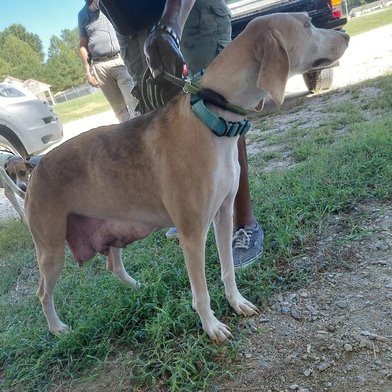 An adult medium-sized female Black Coonhound dog named Georgia for adoption in LOXAHATCHEE, FL