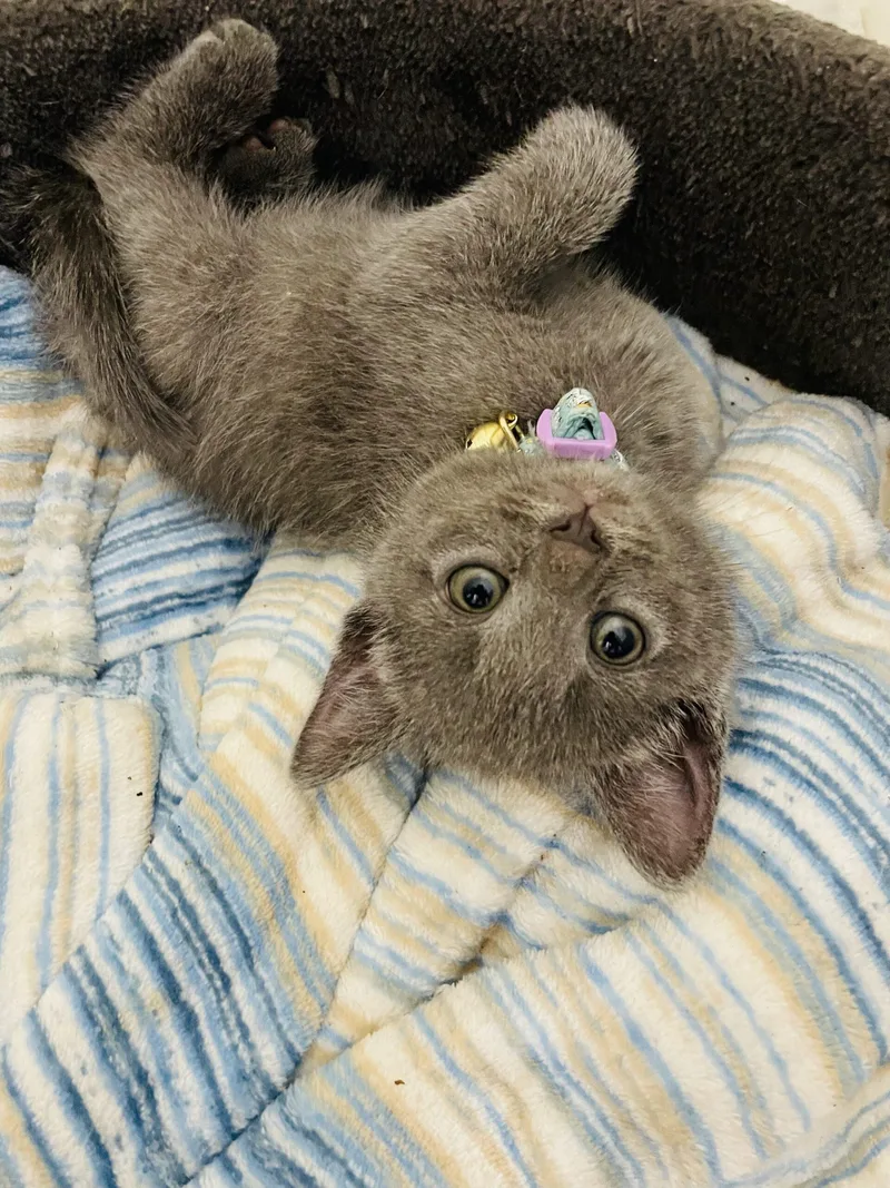 A baby small-sized female Gray / Blue / Silver Domestic Short Hair cat named Yoshi for adoption in Kirksville, MO