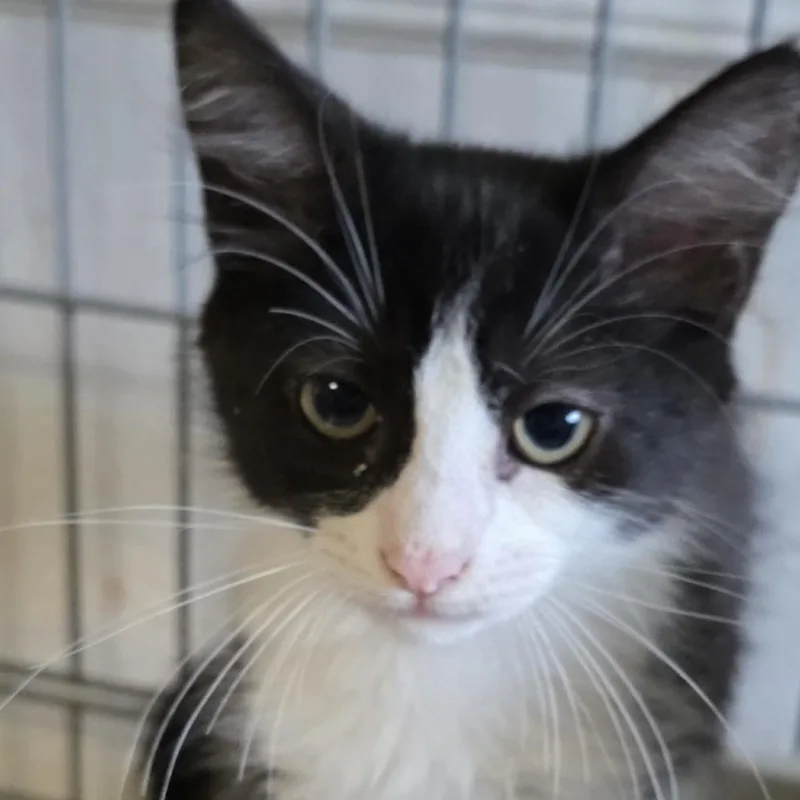 A baby medium-sized female Black & White / Tuxedo Domestic Medium Hair cat named Sashimi for adoption in Wiggins, MS