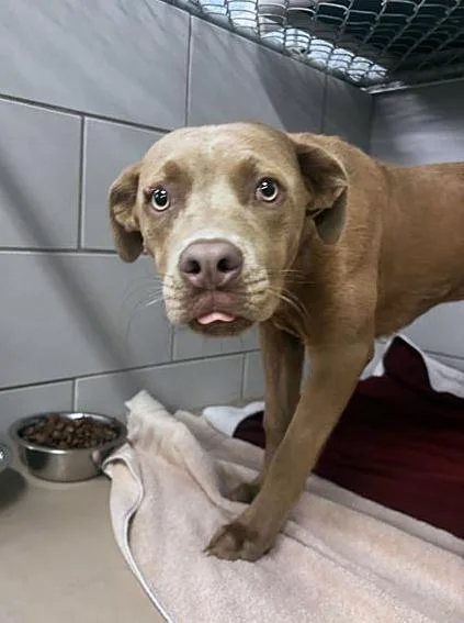 A young medium-sized female Brown / Chocolate Mixed Breed dog named Putter for adoption in Nashville, TN