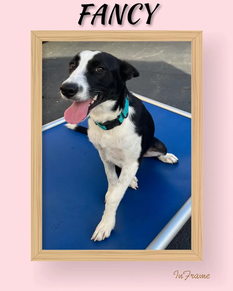 A baby medium-sized female Border Collie dog named Fancy for adoption in Fredericksburg, VA