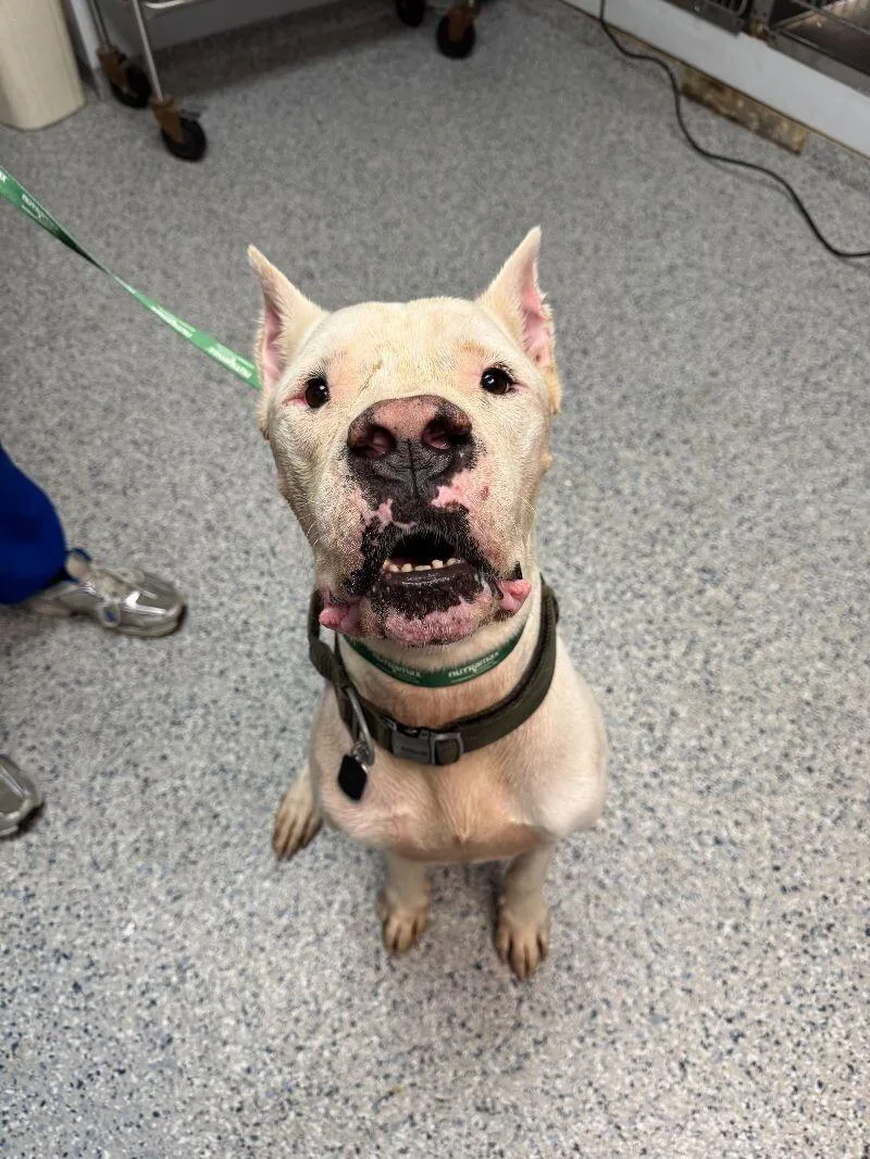 An adult medium-sized male Dogo Argentino dog named Achilles for adoption in Miami, FL