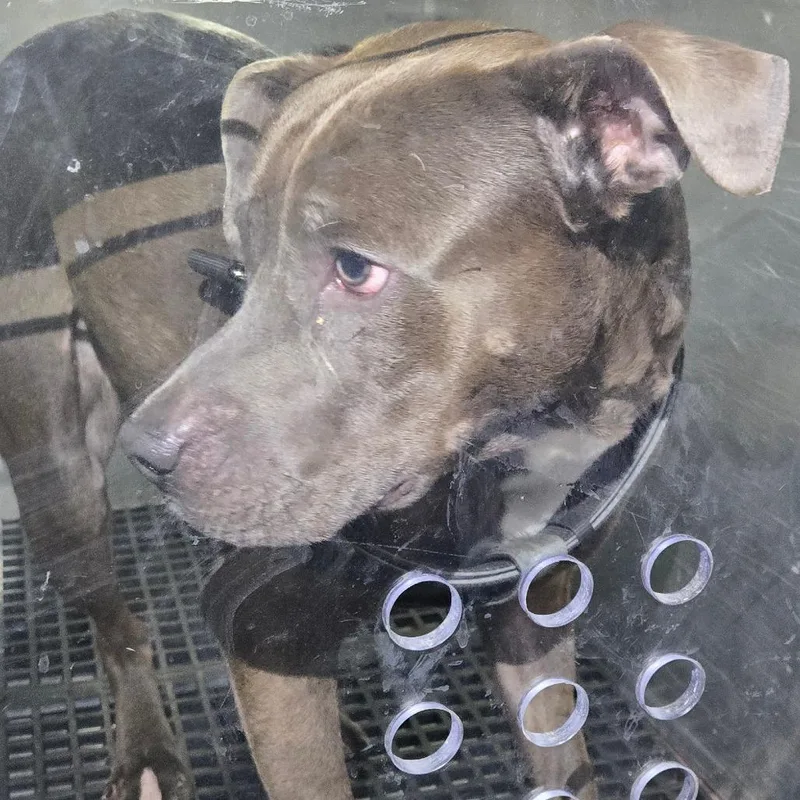 A baby medium-sized male Brindle Pit Bull Terrier dog named Shelten for adoption in Philadelphia, PA