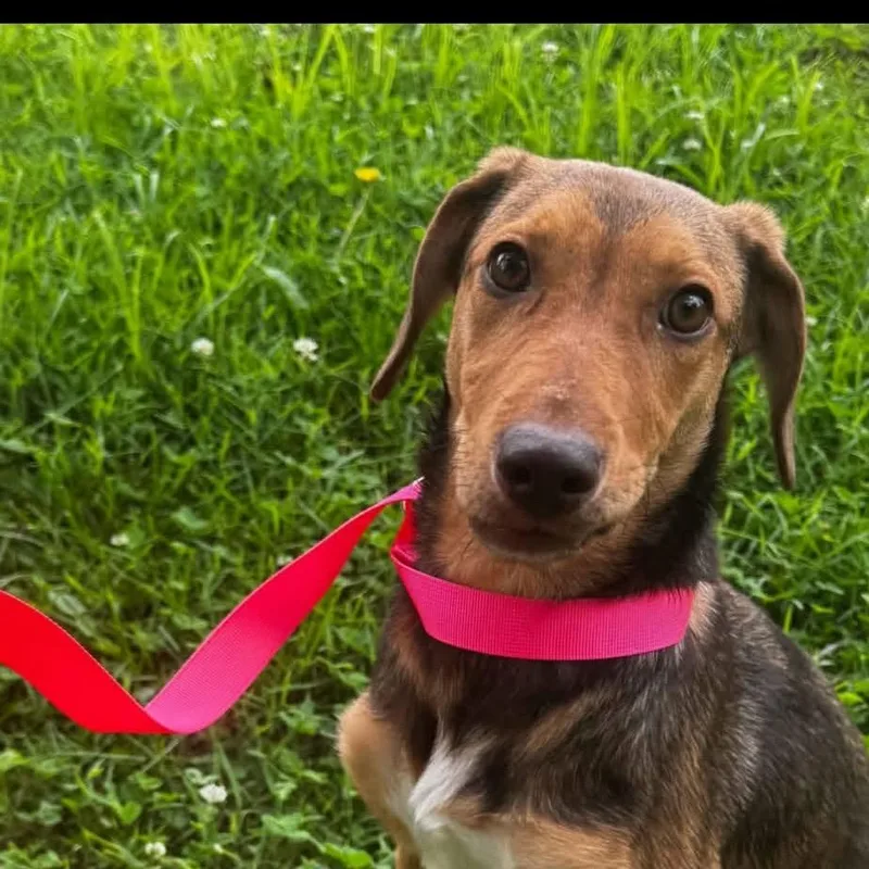 A young medium-sized female Yellow / Tan / Blond / Fawn Hound dog named Zoey for adoption in Washington, DC