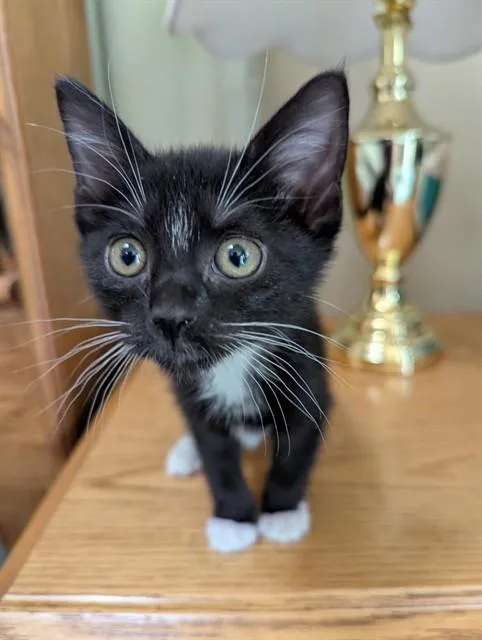A baby small-sized female Domestic Short Hair cat named Twinkle Toes for adoption in Colorado Springs, CO
