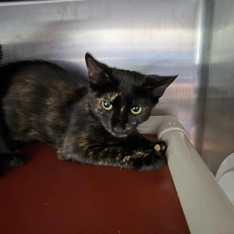A baby small-sized female Tortoiseshell Domestic Short Hair cat named Peregrine for adoption in Yanceyville, NC
