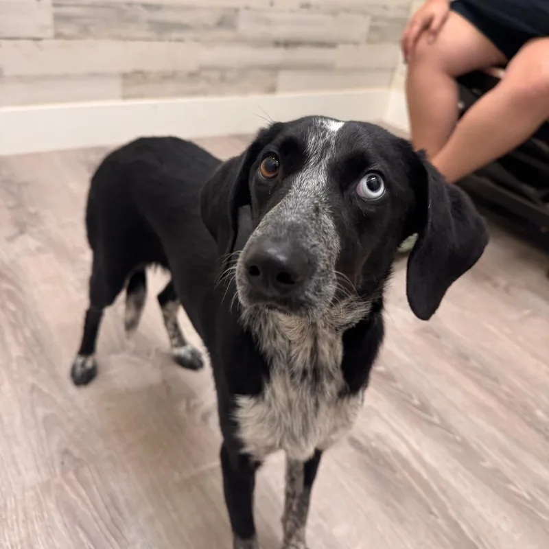 A young small-sized female Black Coonhound dog named Susie for adoption in Merritt Island, FL