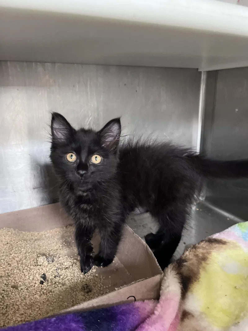 A baby medium-sized female Black Domestic Long Hair cat named Lara for adoption in Carrollton, GA