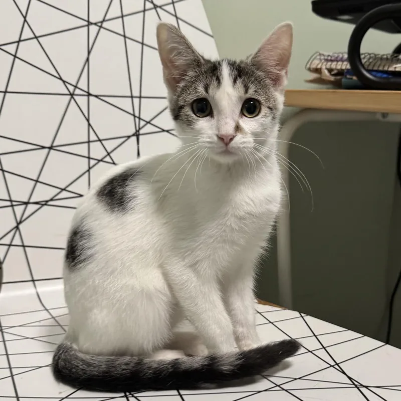 A baby small-sized female White Domestic Short Hair cat named Dotty for adoption in Goshen, IN