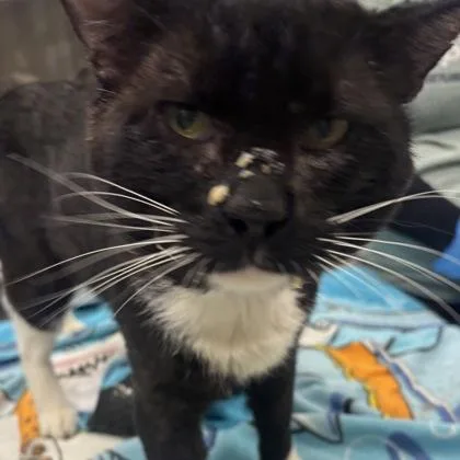 An adult large-sized male Domestic Short Hair cat named Ronald for adoption in Merriam, KS