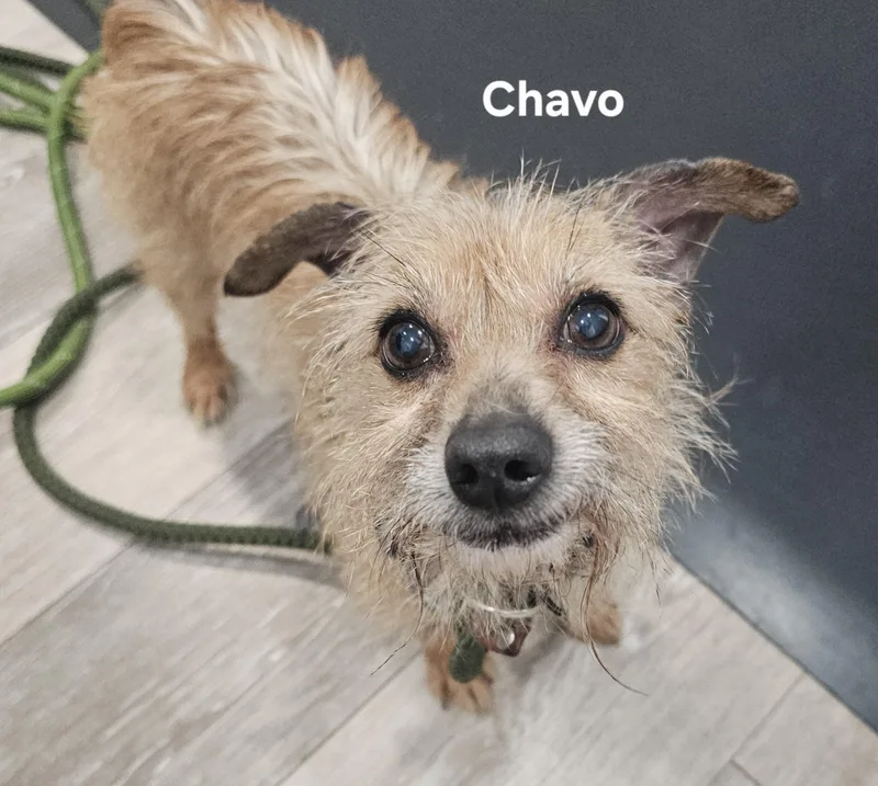 Chavo