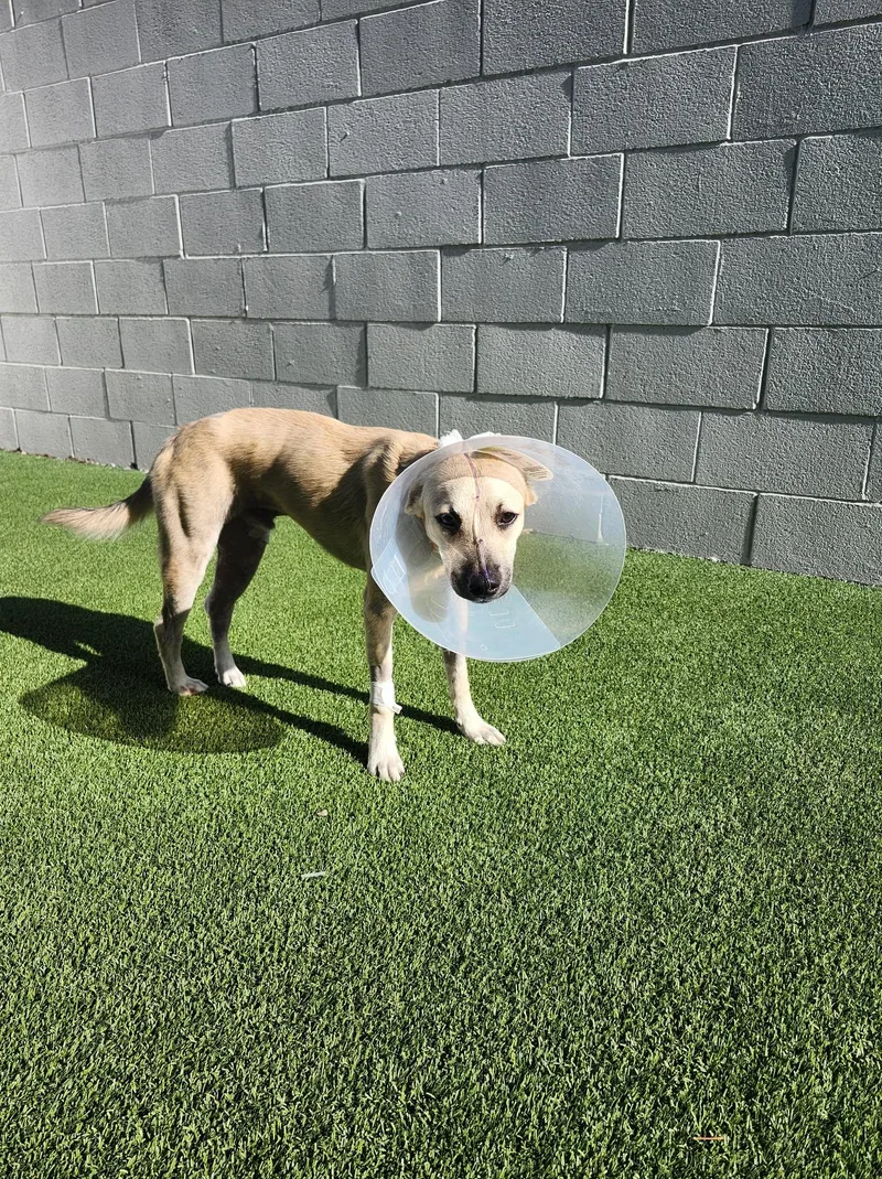 A baby medium-sized male Mixed Breed dog named Mcdermott for adoption in Lockhart, TX