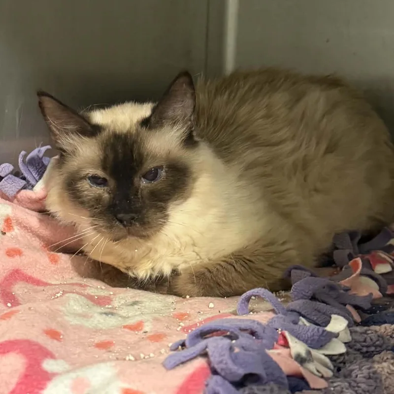 A senior medium-sized female Seal Point Siamese cat named Tala for adoption in Antioch, CA