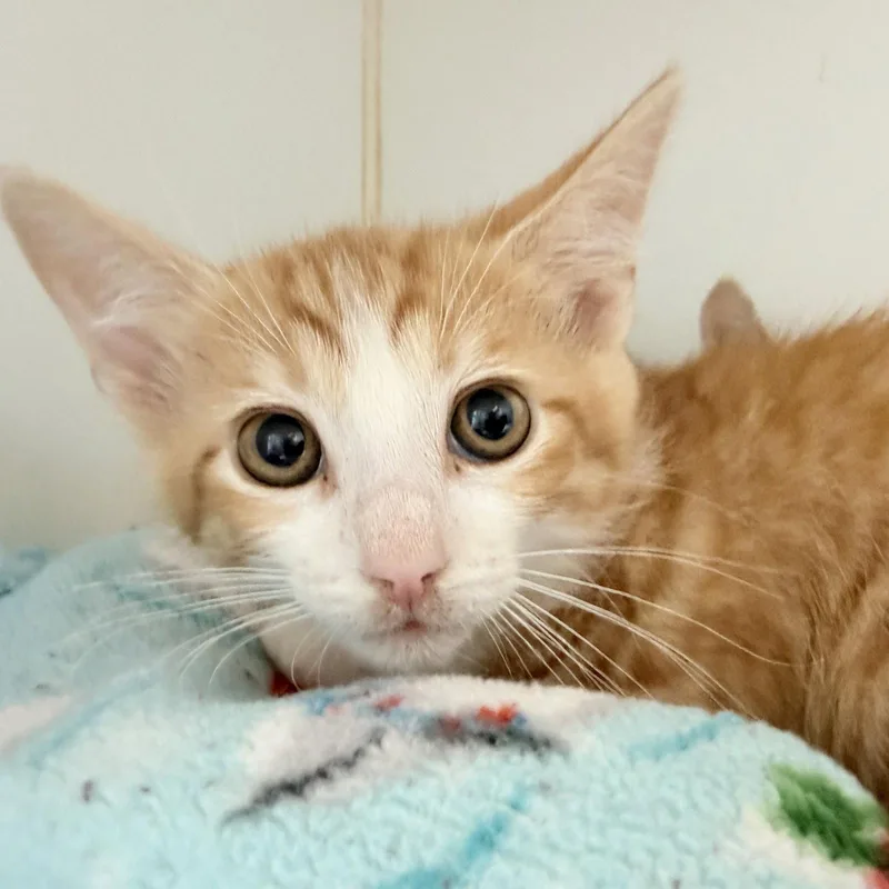 A baby small-sized male Orange / Red Domestic Short Hair cat named Max for adoption in Oakland, CA