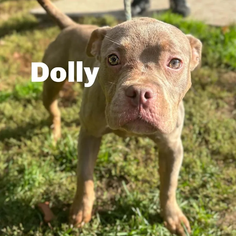 A young medium-sized female Mixed Breed dog named Dolly for adoption in Escanaba, MI