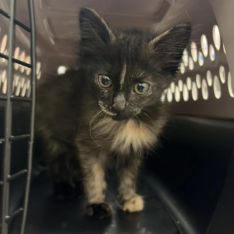 A young small-sized female Black Domestic Short Hair cat named Vivica V for adoption in Edinburg, TX