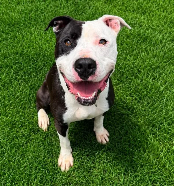 An adult large-sized male American Bulldog dog named Pen  Jack for adoption in Lawrenceville, GA