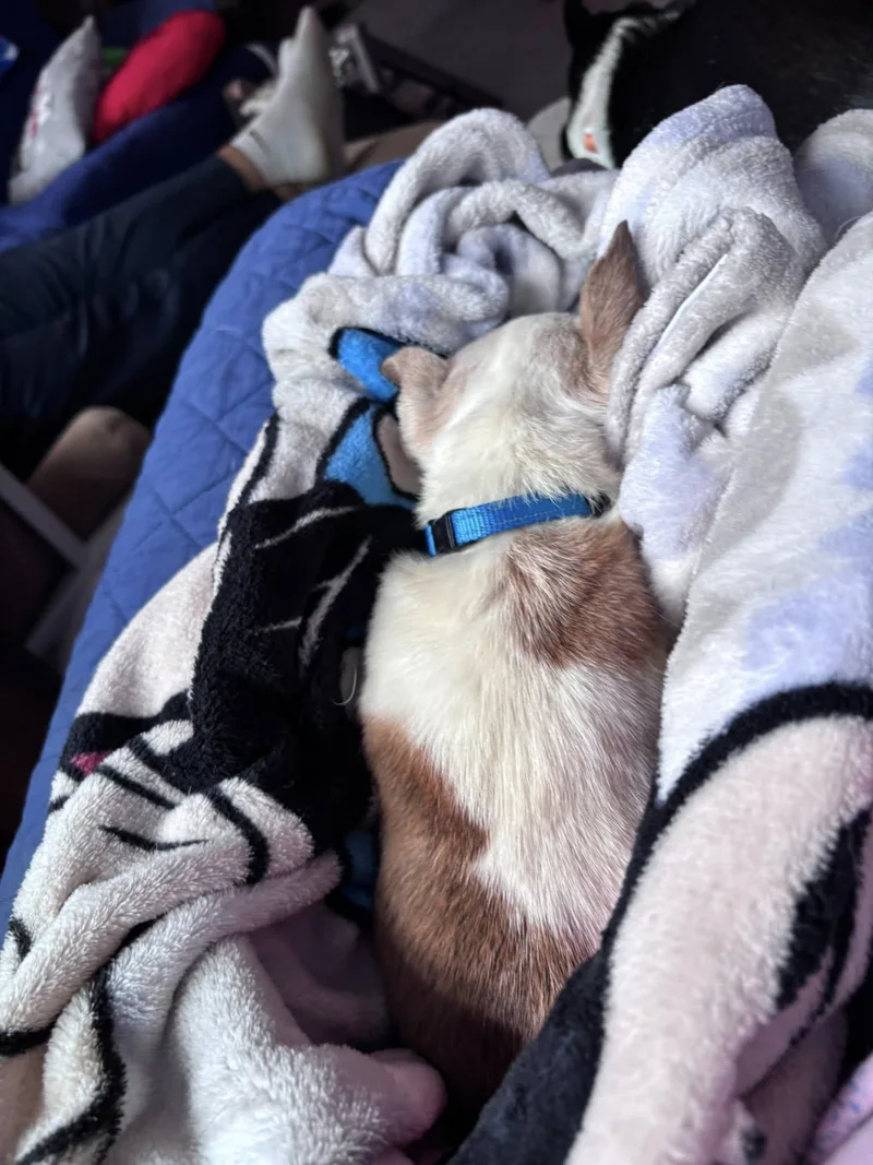 A senior small-sized male Chihuahua dog named Fred for adoption in Red Hook, NY