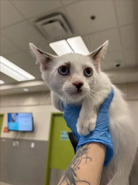 A baby small-sized female Domestic Short Hair cat named Willow for adoption in Las Vegas, NV
